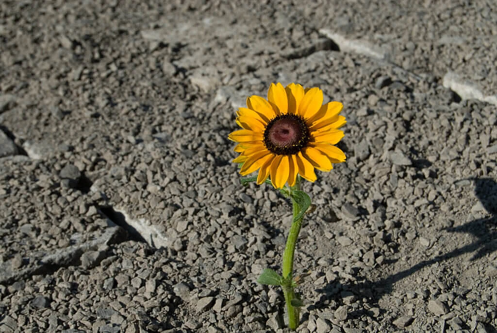 Resilienz – Neukundengewinnung während Corona mit sales experts GmbH